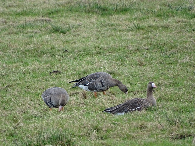 球前十的梯 球前十的梯